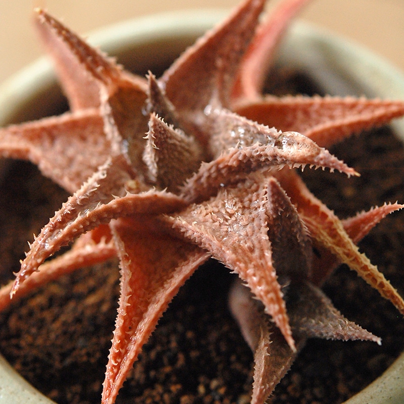 Aloe 鬼ヒトデ x antique pot