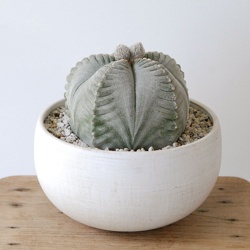 ホワイトポットロウ