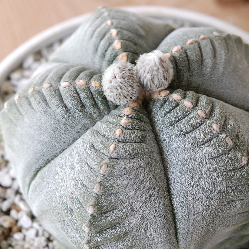 ホワイトポットロウ