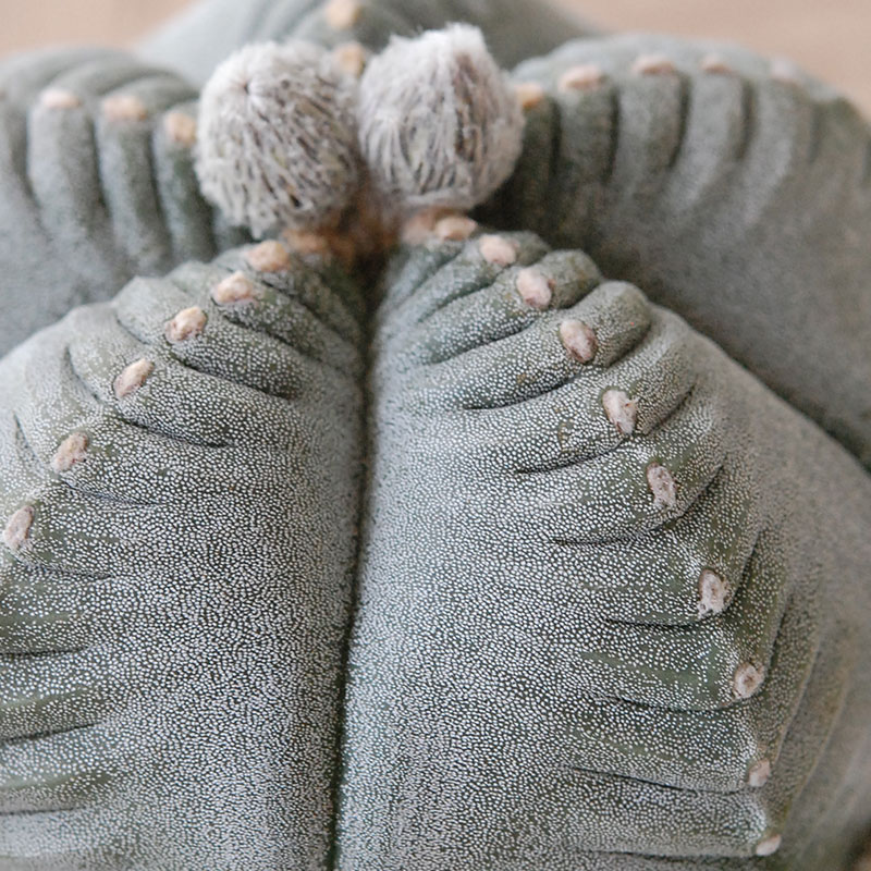 ホワイトポットロウ