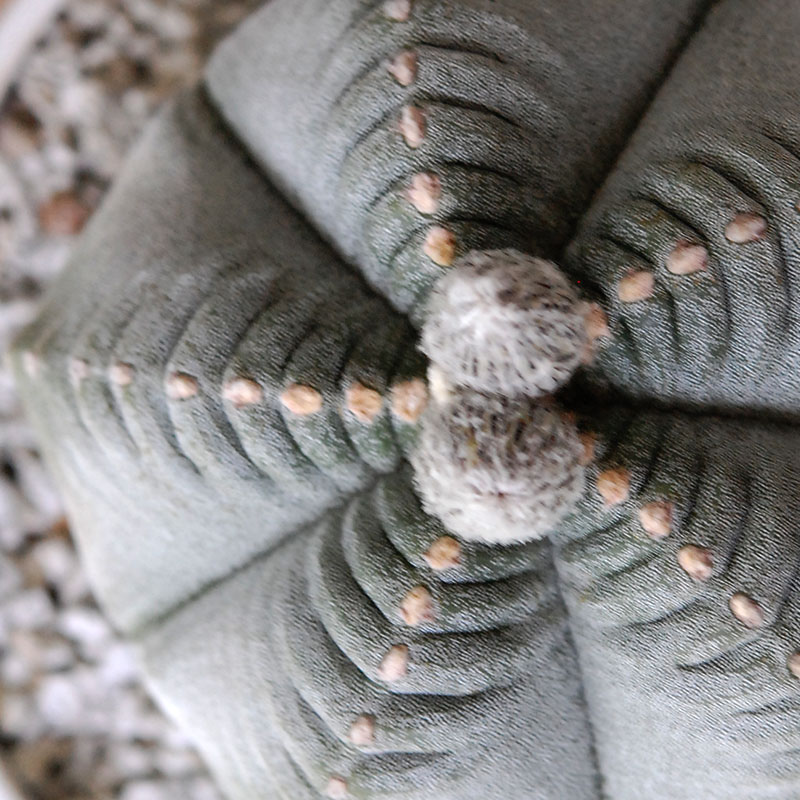 ホワイトポットロウ