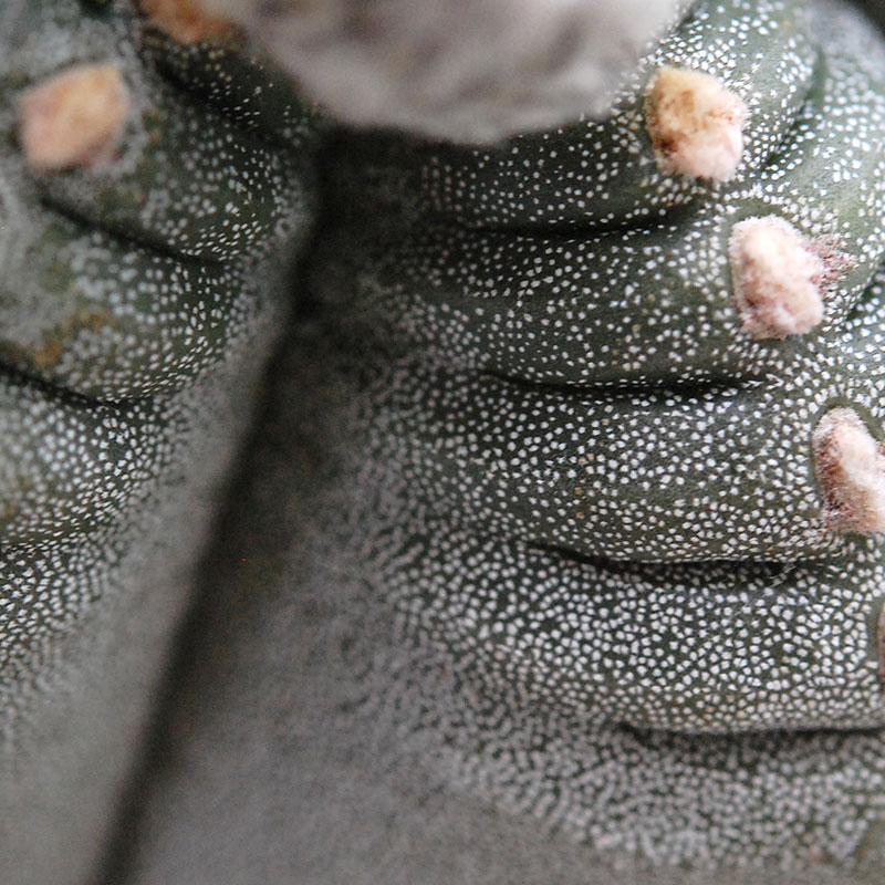 ホワイトポットロウ