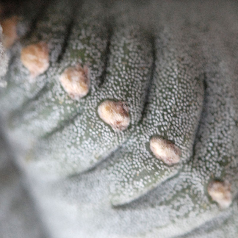 ホワイトポットロウ