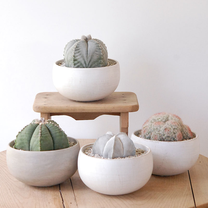 ホワイトポットロウ