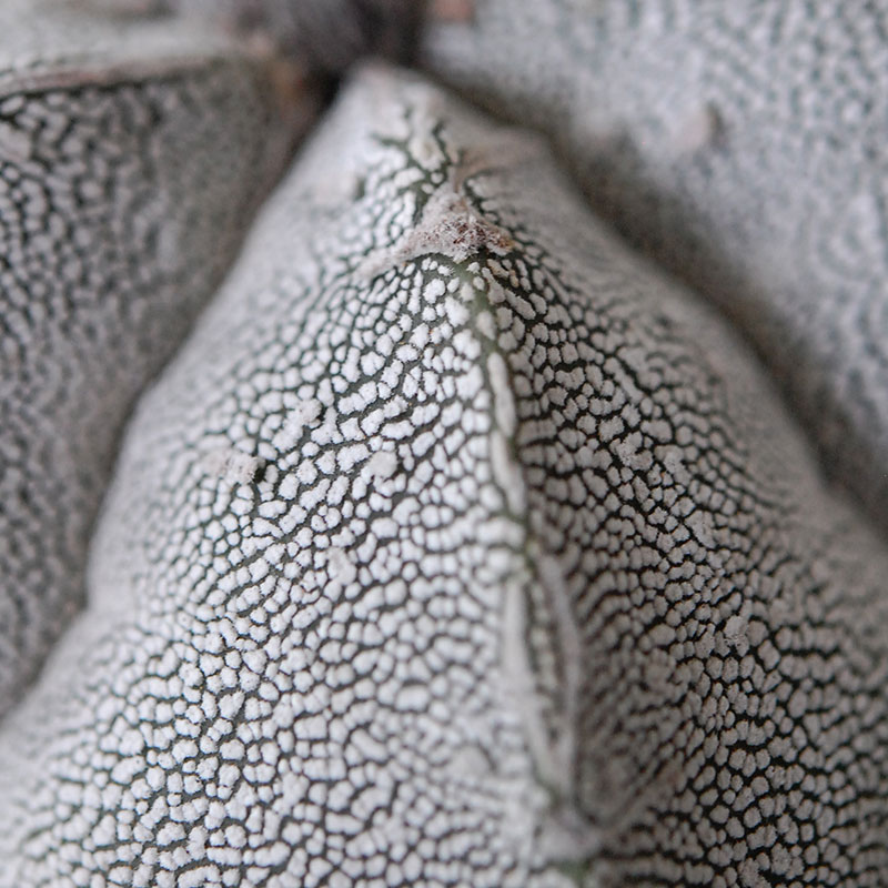 ホワイトポットロウ