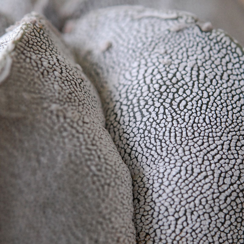 ホワイトポットロウ