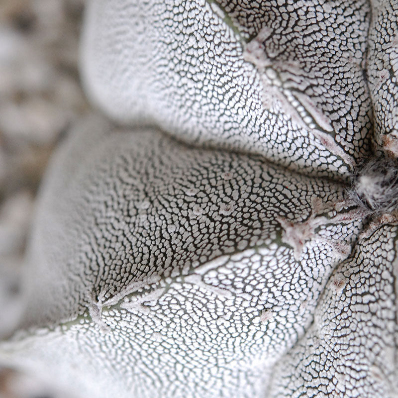 ホワイトポットロウ