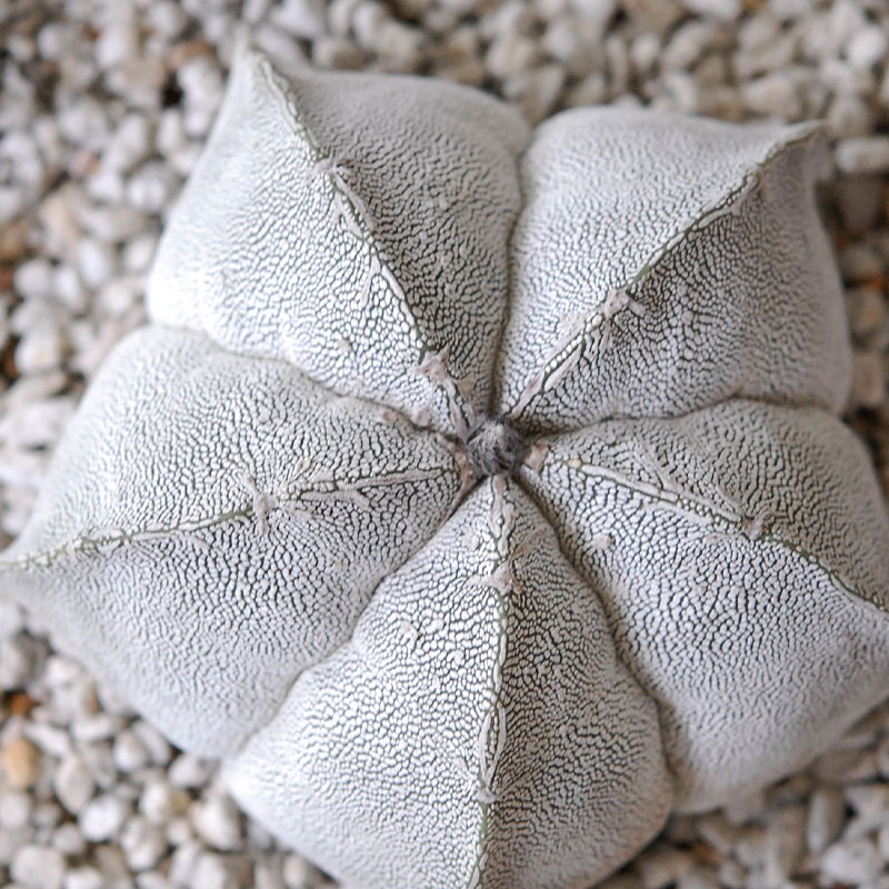 ホワイトポットロウ