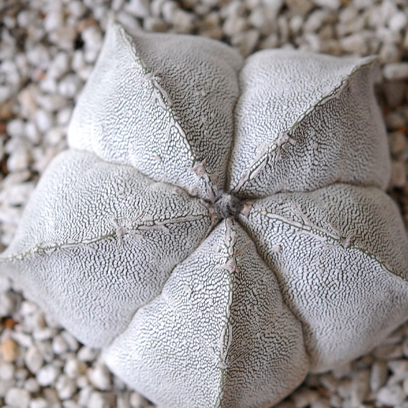 ホワイトポットロウ