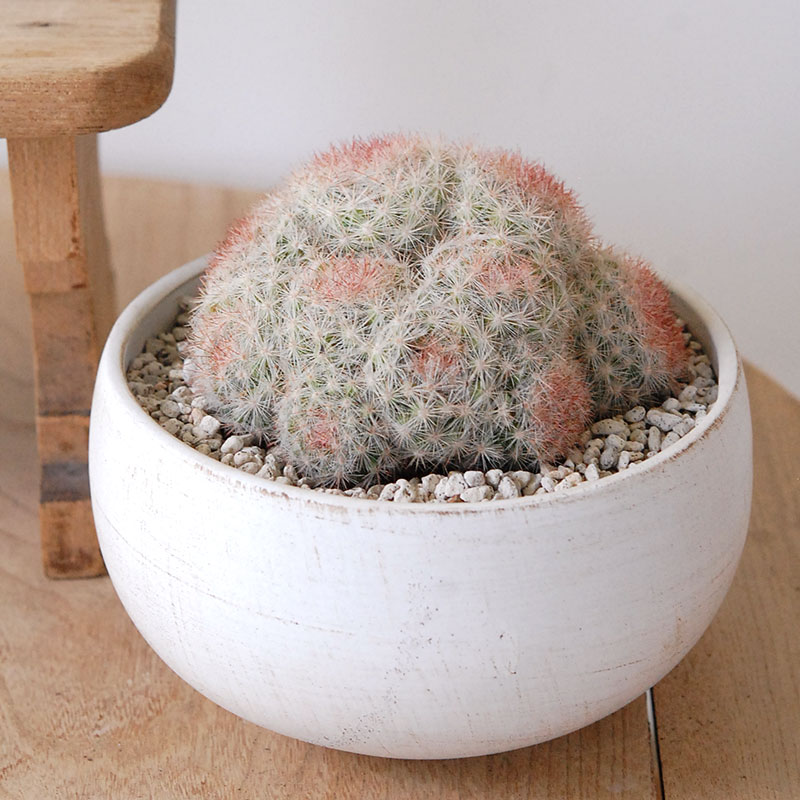 ホワイトポットロウ