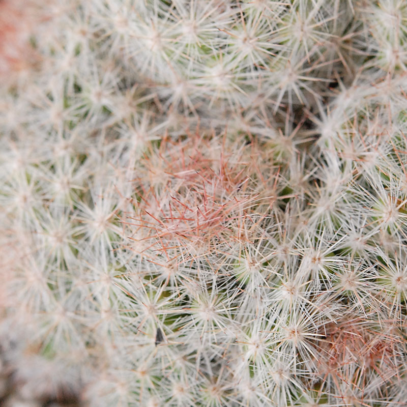 ホワイトポットロウ