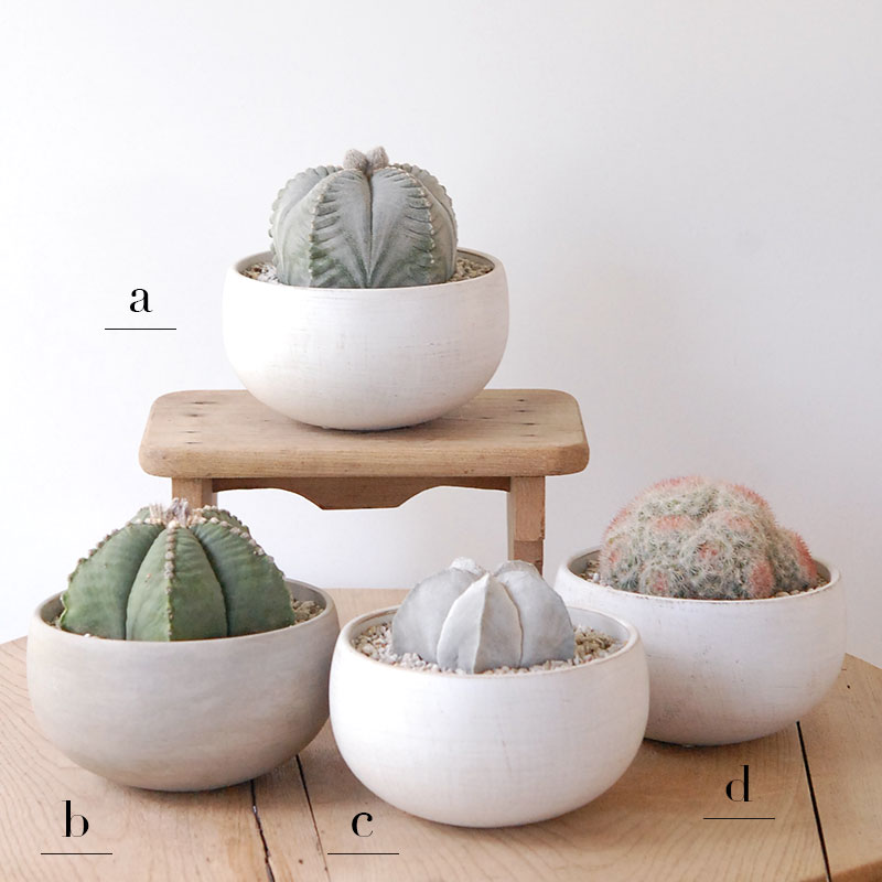 ホワイトポットロウ