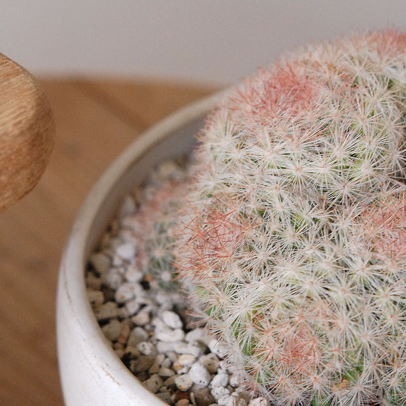 ホワイトポットロウ