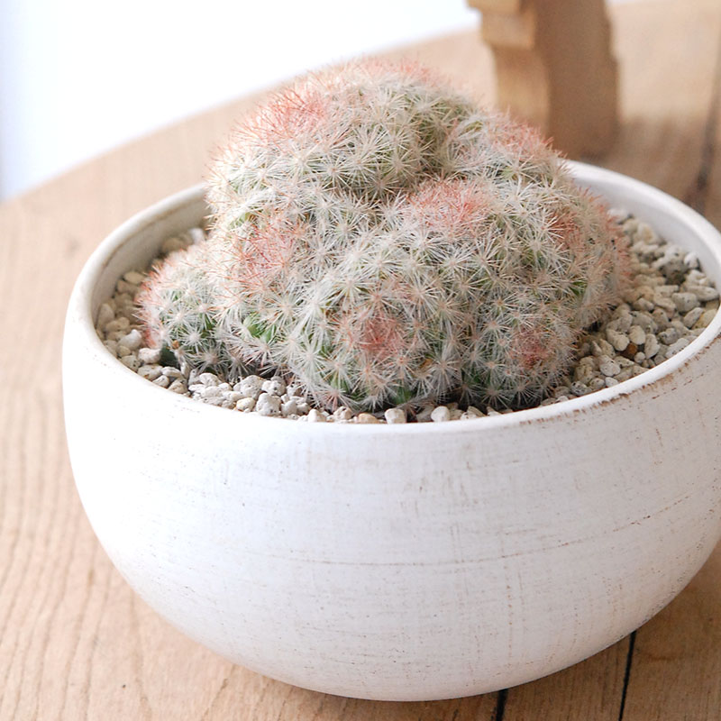 ホワイトポットロウ