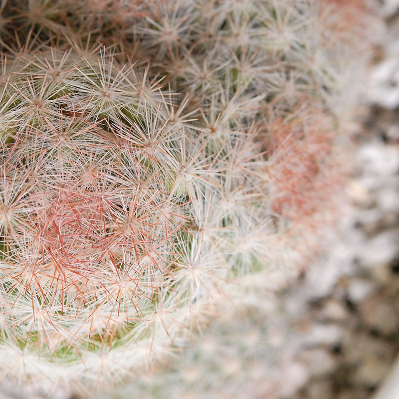 ホワイトポットロウ