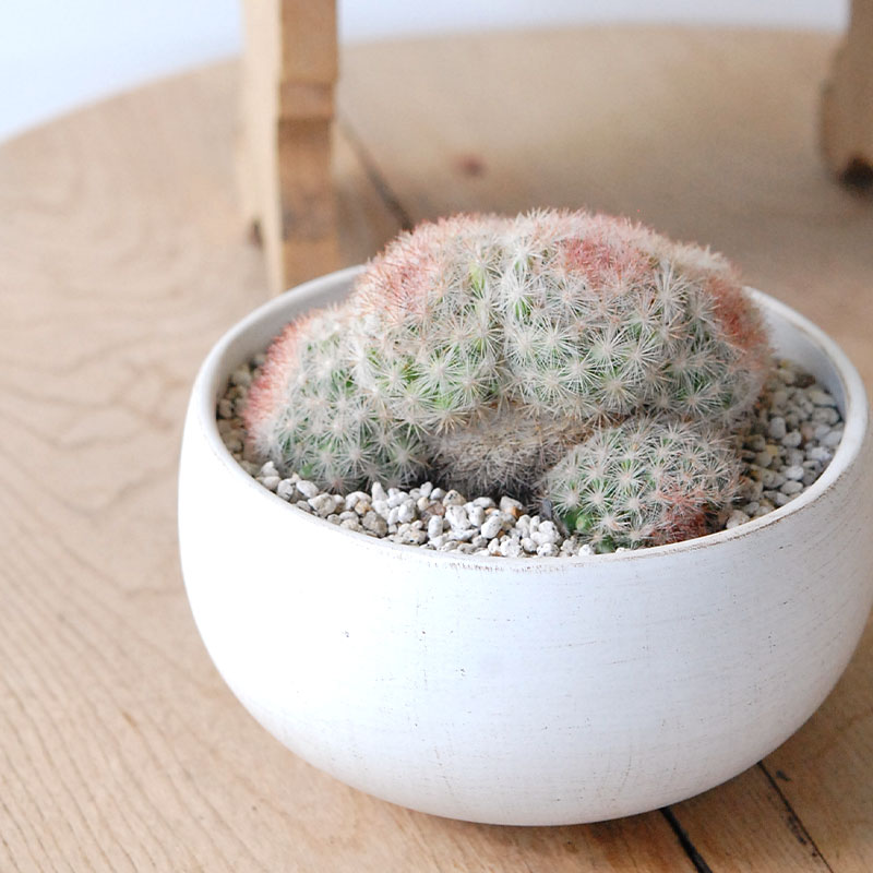 ホワイトポットロウ