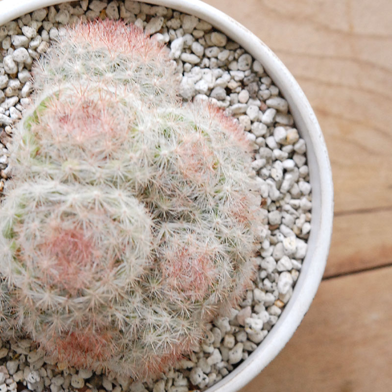 ホワイトポットロウ