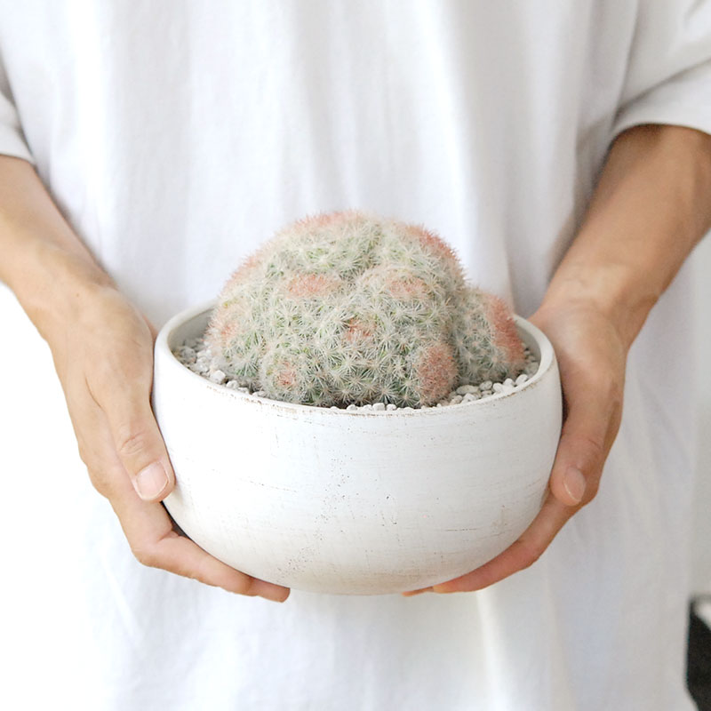 ホワイトポットロウ