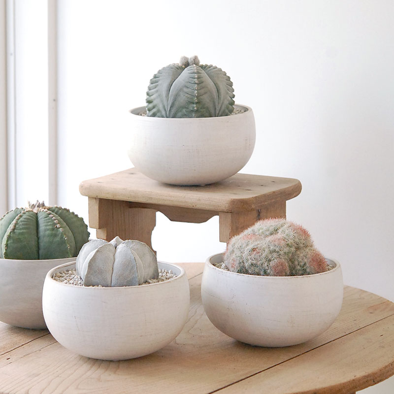 ホワイトポットロウ