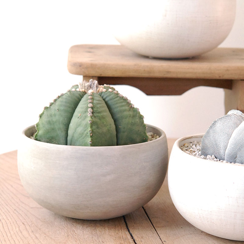 ホワイトポットロウ