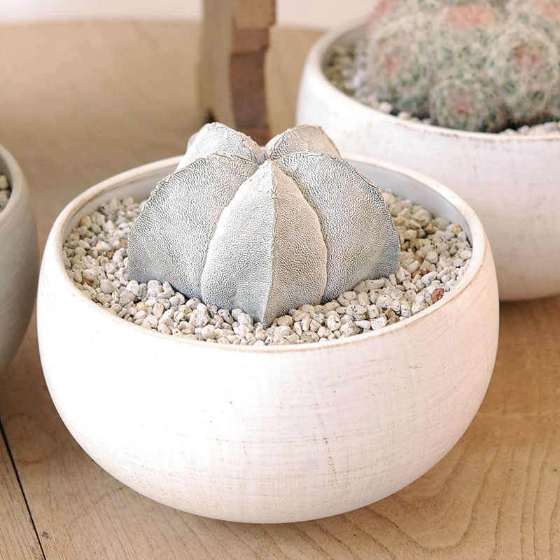 ホワイトポットロウ