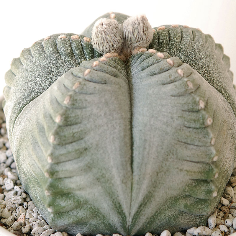 ホワイトポットロウ