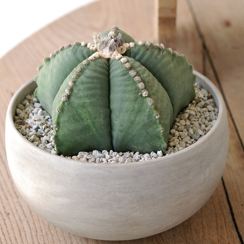 ホワイトポットロウ