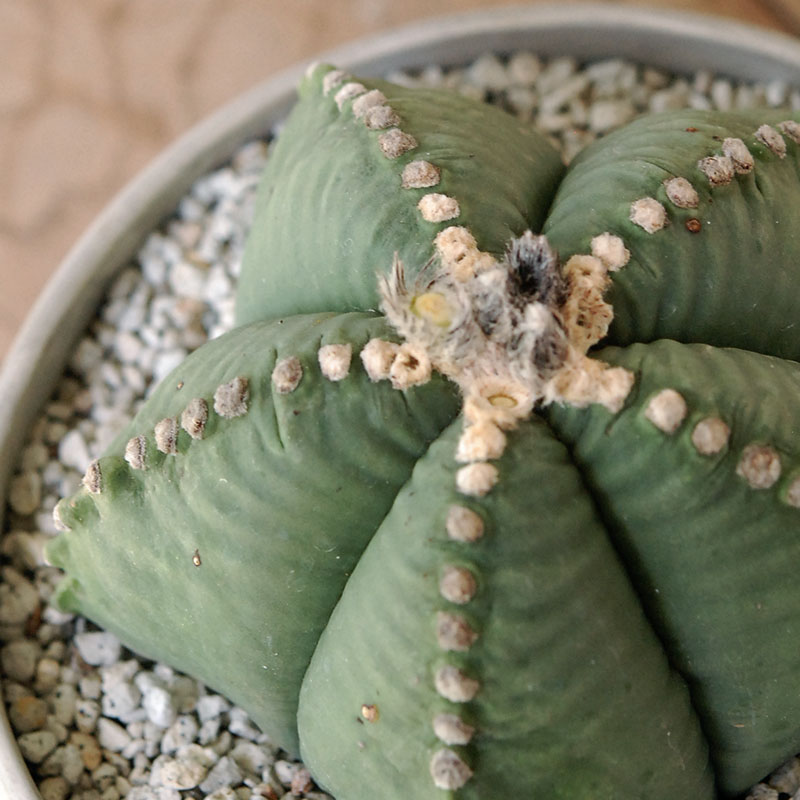 ホワイトポットロウ