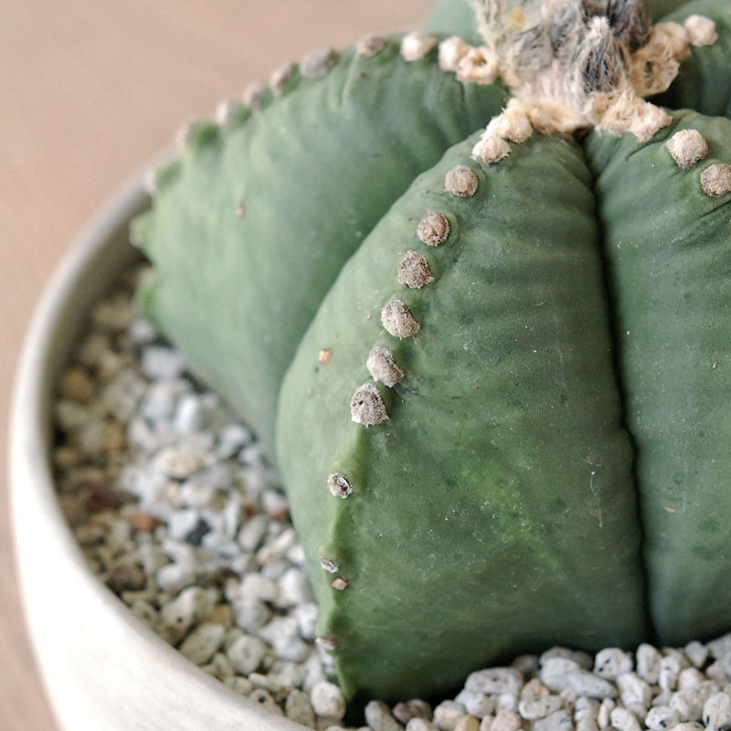 ホワイトポットロウ