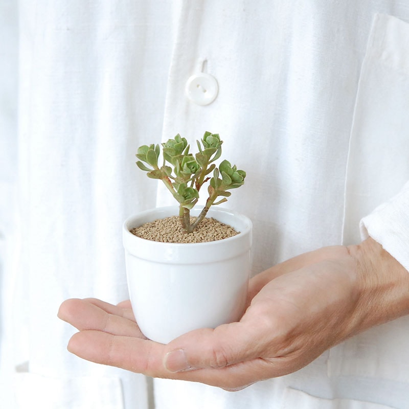 チョコチップ / Aeonium