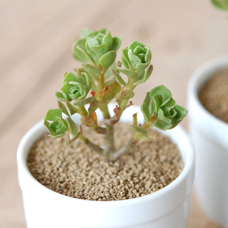 チョコチップ / Aeonium