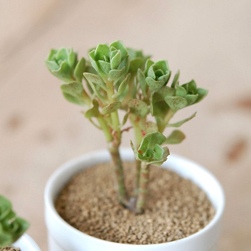 チョコチップ / Aeonium