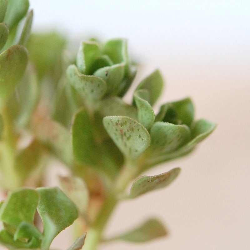 チョコチップ / Aeonium