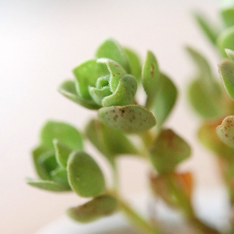 チョコチップ / Aeonium