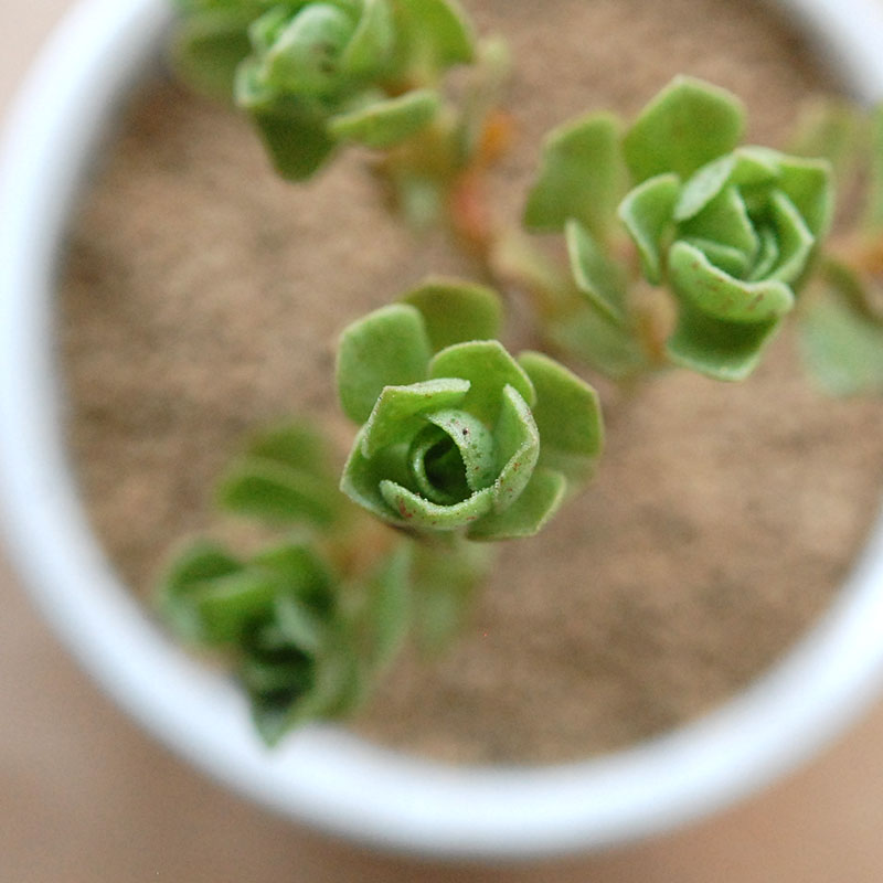 チョコチップ / Aeonium