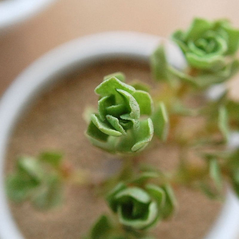 チョコチップ / Aeonium