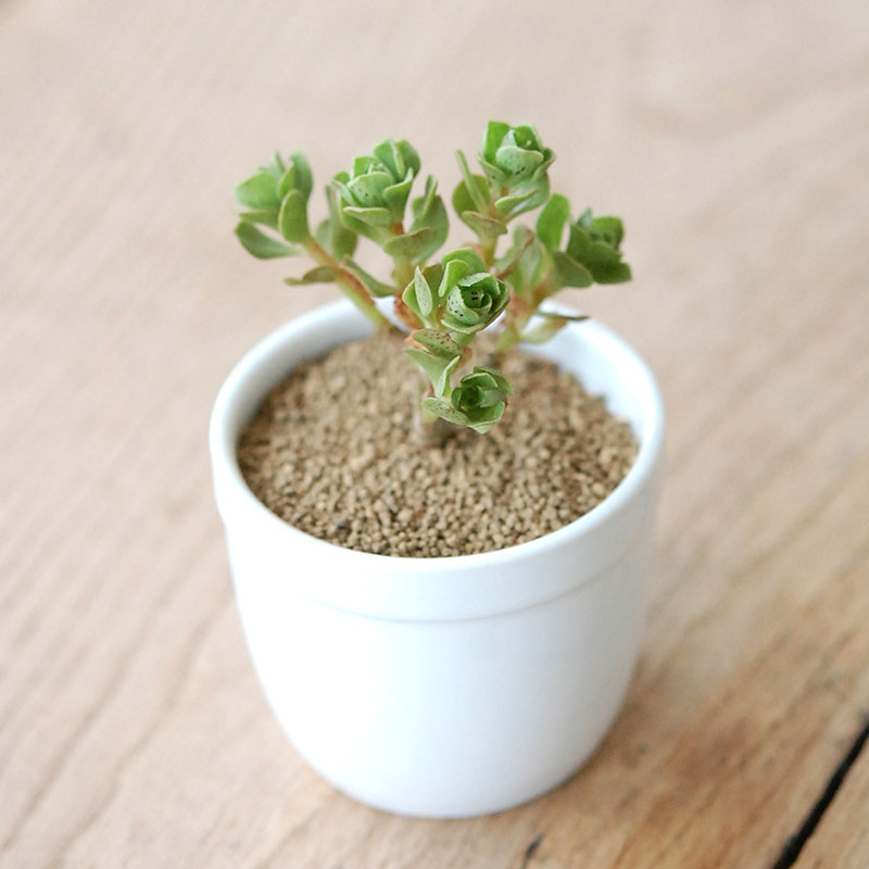 チョコチップ / Aeonium