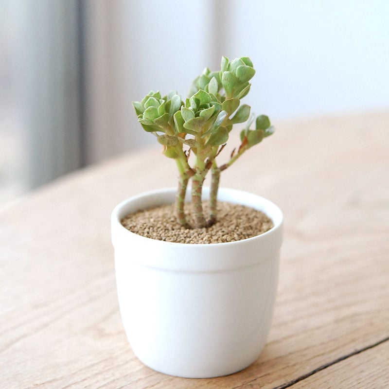 チョコチップ / Aeonium