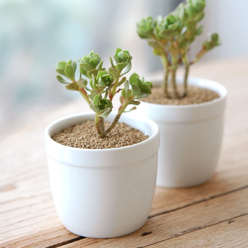 チョコチップ / Aeonium