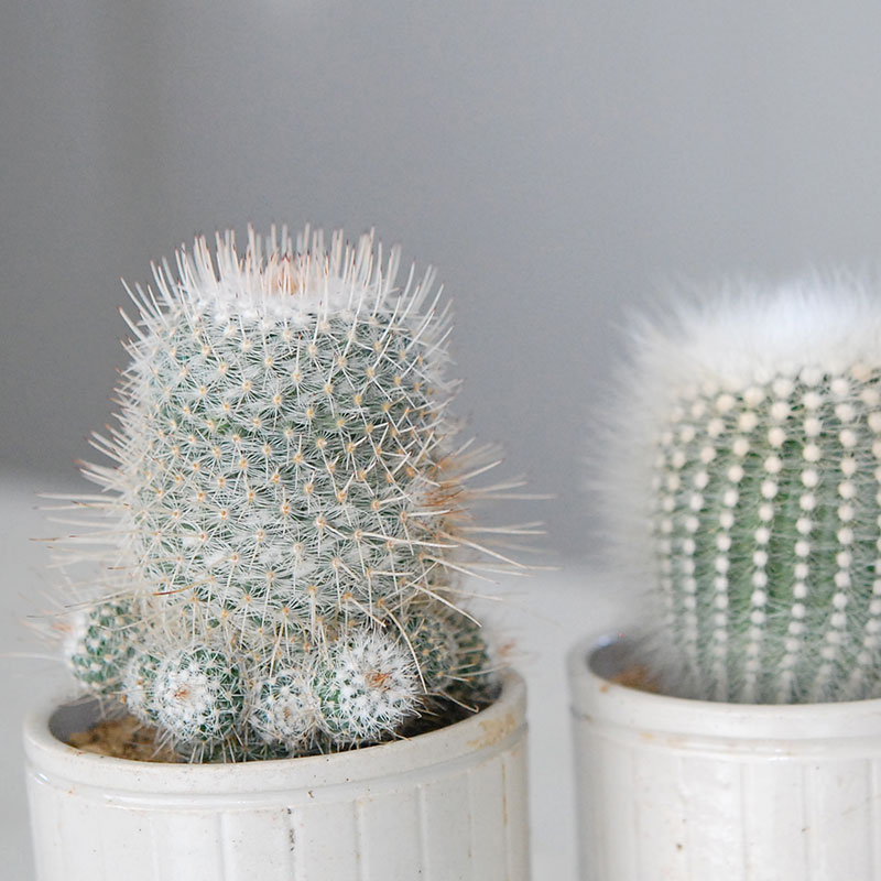 白いサボテン X Antiqueイギリスジャーl 多肉植物の専門店 Solxsol ソルバイソル 白いサボテン X Antiqueイギリスジャーl 多肉植物の専門店 Solxsol ソルバイソル