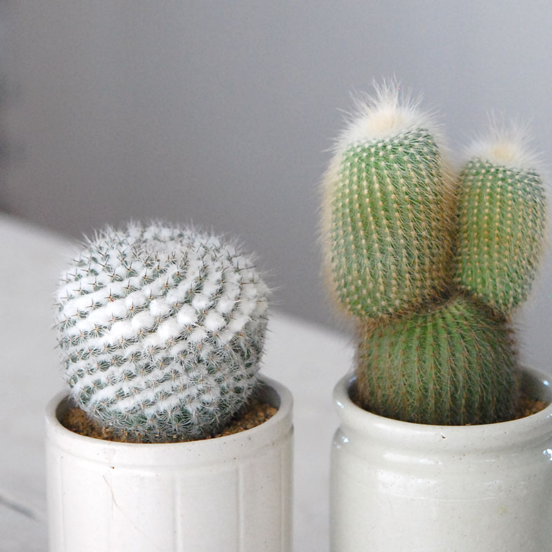 白いサボテン X Antiqueイギリスジャーl 多肉植物の専門店 Solxsol ソルバイソル