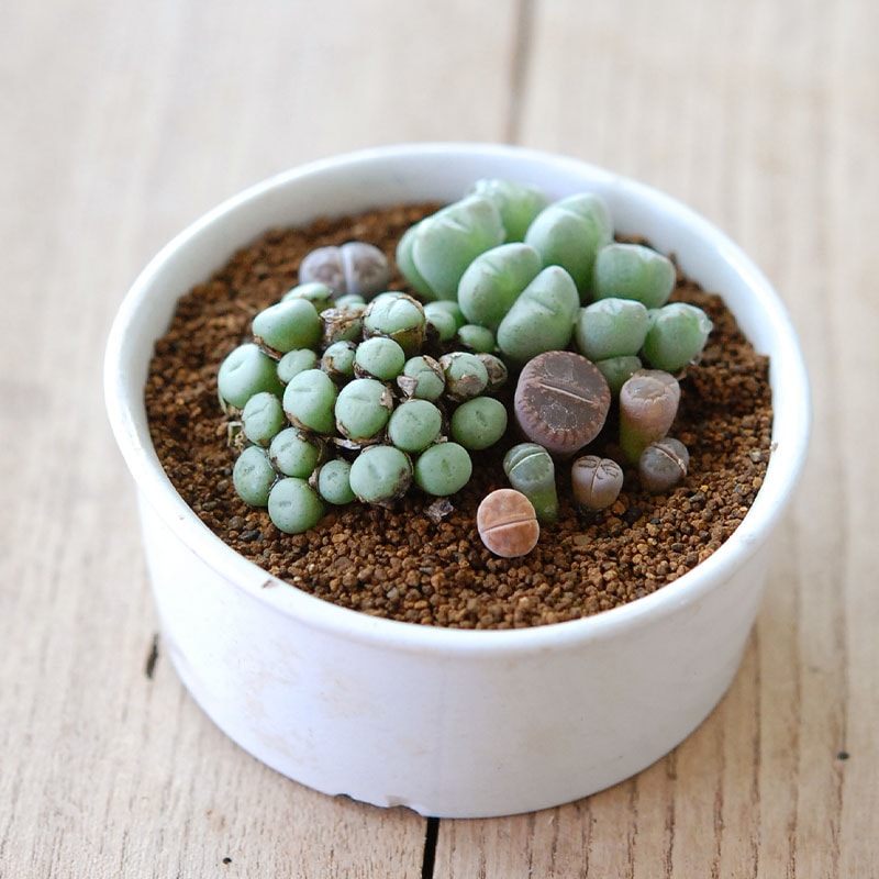 Lithops and Conophytum x antique イギリスジャー