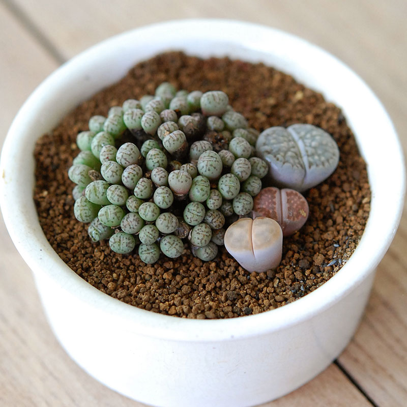 Lithops and Conophytum x antique イギリスジャー