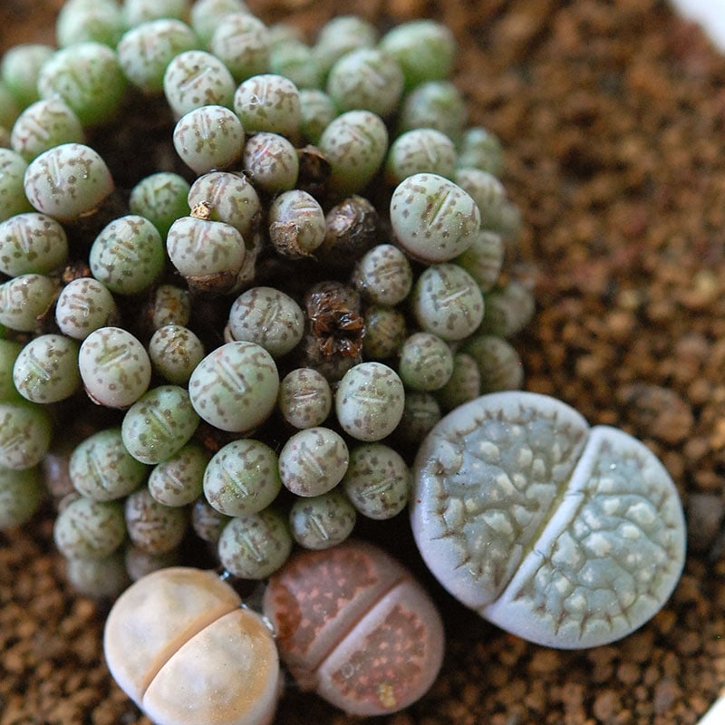 Lithops and Conophytum x antique イギリスジャー