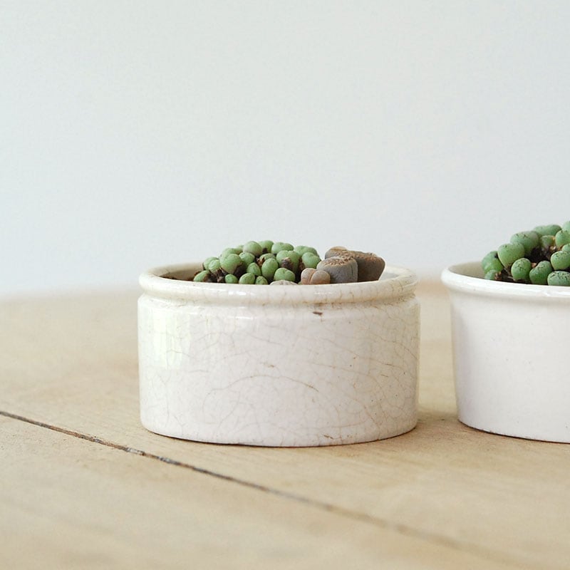 Lithops and Conophytum x antique イギリスジャー