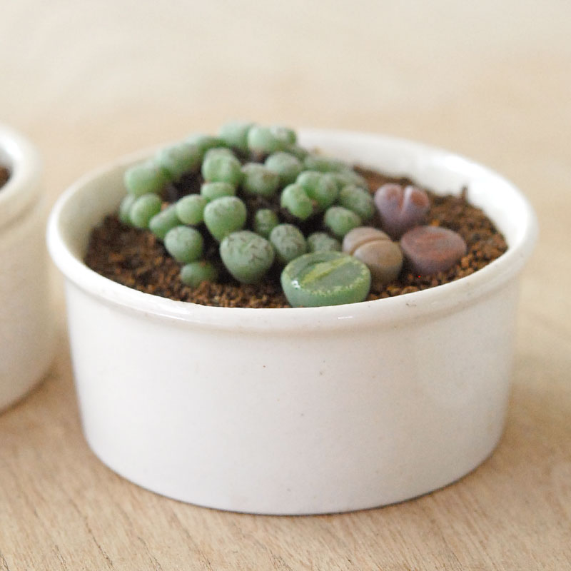 Lithops and Conophytum x antique イギリスジャー