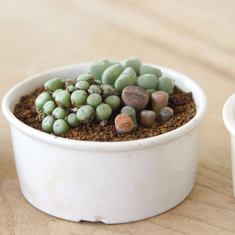 Lithops and Conophytum x antique イギリスジャー