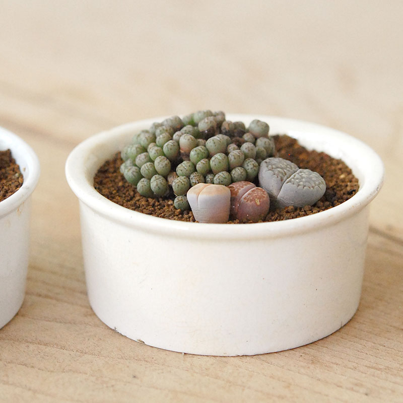 Lithops and Conophytum x antique イギリスジャー