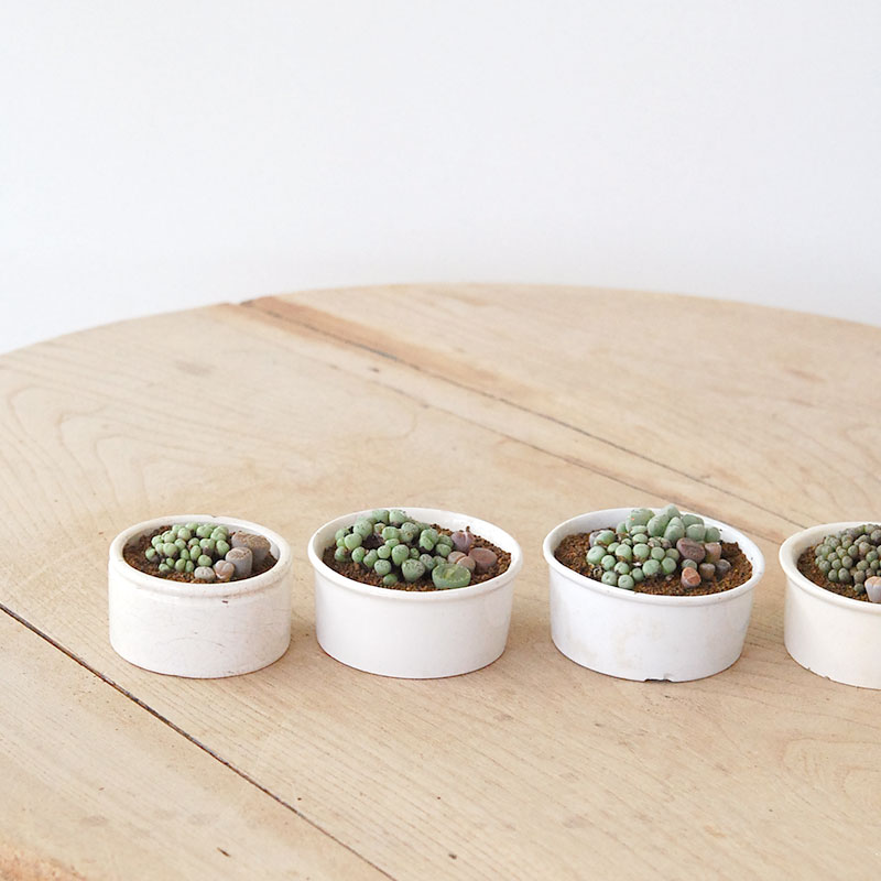 Lithops and Conophytum x antique イギリスジャー