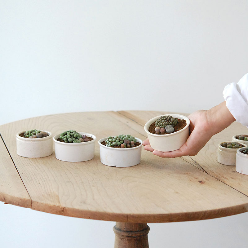 Lithops and Conophytum x antique イギリスジャー